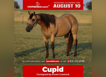 American Quarter Horse, Castrone, 11 Anni, 152 cm, Pelle di daino