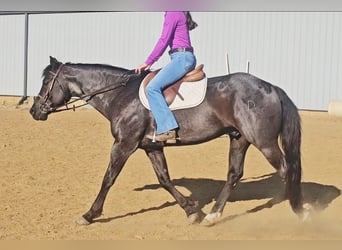 American Quarter Horse, Castrone, 11 Anni, 152 cm, Roano blu