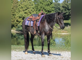 American Quarter Horse, Castrone, 11 Anni, 152 cm, Roano blu