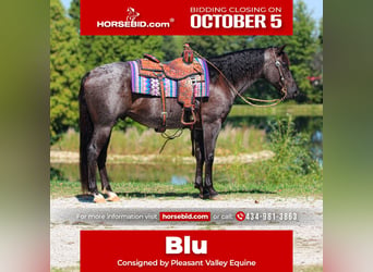 American Quarter Horse, Castrone, 11 Anni, 152 cm, Roano blu