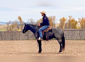 American Quarter Horse, Castrone, 11 Anni, 152 cm, Roano blu