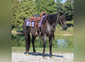 American Quarter Horse, Castrone, 11 Anni, 152 cm, Roano blu