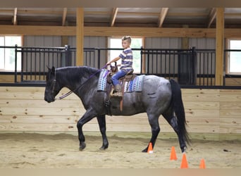 American Quarter Horse, Castrone, 11 Anni, 152 cm, Roano blu