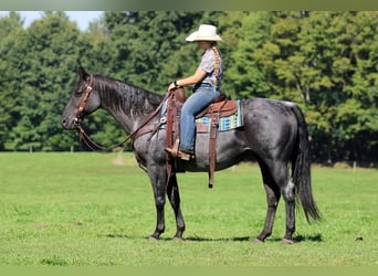 American Quarter Horse, Castrone, 11 Anni, 152 cm, Roano blu