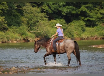 American Quarter Horse, Castrone, 11 Anni, 152 cm, Roano blu