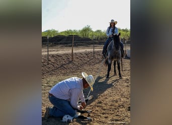 American Quarter Horse, Castrone, 11 Anni, 152 cm, Roano blu