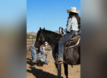 American Quarter Horse, Castrone, 11 Anni, 152 cm, Roano blu