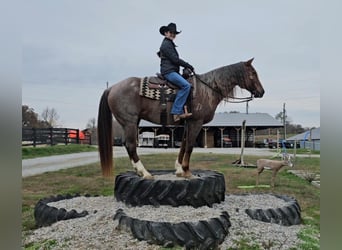 American Quarter Horse, Castrone, 11 Anni, 152 cm, Roano rosso