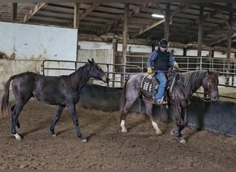 American Quarter Horse, Castrone, 11 Anni, 152 cm, Roano rosso