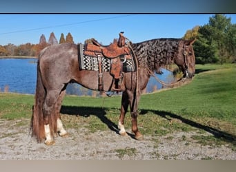 American Quarter Horse, Castrone, 11 Anni, 152 cm, Roano rosso