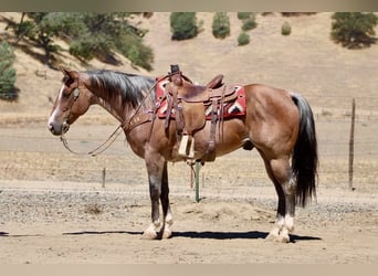 American Quarter Horse, Castrone, 11 Anni, 152 cm, Roano rosso