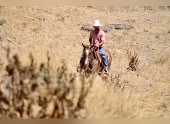 American Quarter Horse, Castrone, 11 Anni, 152 cm, Roano rosso