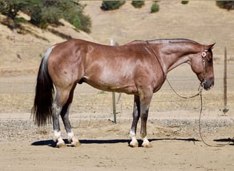 American Quarter Horse, Castrone, 11 Anni, 152 cm, Roano rosso