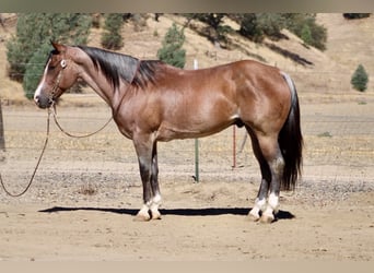 American Quarter Horse, Castrone, 11 Anni, 152 cm, Roano rosso