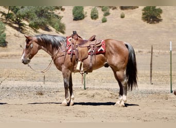 American Quarter Horse, Castrone, 11 Anni, 152 cm, Roano rosso
