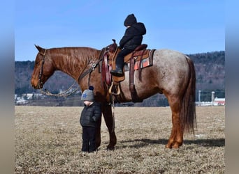 American Quarter Horse, Castrone, 11 Anni, 152 cm, Roano rosso