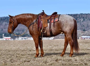 American Quarter Horse, Castrone, 11 Anni, 152 cm, Roano rosso