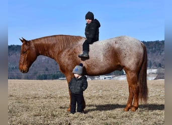 American Quarter Horse, Castrone, 11 Anni, 152 cm, Roano rosso