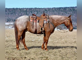 American Quarter Horse, Castrone, 11 Anni, 152 cm, Roano rosso