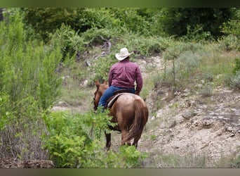 American Quarter Horse, Castrone, 11 Anni, 152 cm, Roano rosso
