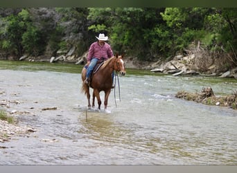 American Quarter Horse, Castrone, 11 Anni, 152 cm, Roano rosso
