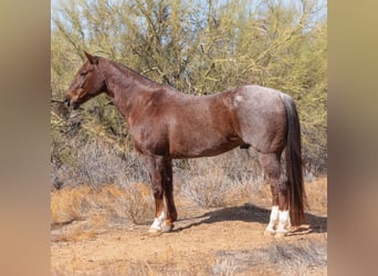 American Quarter Horse, Castrone, 11 Anni, 152 cm, Roano rosso