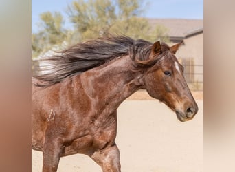 American Quarter Horse, Castrone, 11 Anni, 152 cm, Roano rosso