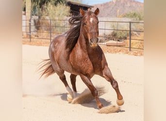 American Quarter Horse, Castrone, 11 Anni, 152 cm, Roano rosso