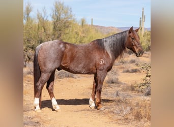 American Quarter Horse, Castrone, 11 Anni, 152 cm, Roano rosso