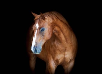 American Quarter Horse, Castrone, 11 Anni, 152 cm, Sauro ciliegia
