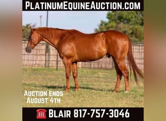 American Quarter Horse, Castrone, 11 Anni, 152 cm, Sauro ciliegia