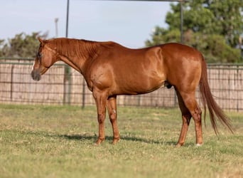 American Quarter Horse, Castrone, 11 Anni, 152 cm, Sauro ciliegia