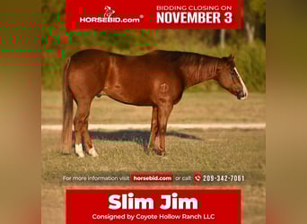 American Quarter Horse, Castrone, 11 Anni, 152 cm, Sauro ciliegia