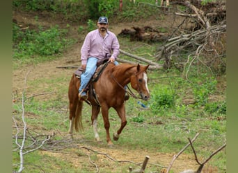 American Quarter Horse, Castrone, 11 Anni, 152 cm, Sauro ciliegia