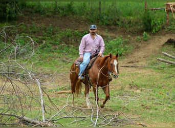 American Quarter Horse, Castrone, 11 Anni, 152 cm, Sauro ciliegia