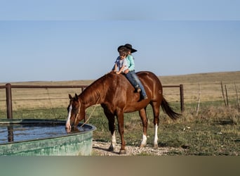 American Quarter Horse, Castrone, 11 Anni, 152 cm, Sauro ciliegia