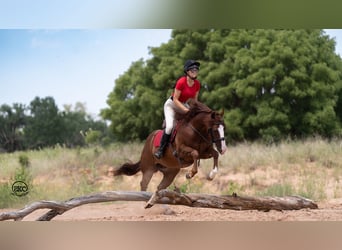 American Quarter Horse, Castrone, 11 Anni, 152 cm, Sauro ciliegia