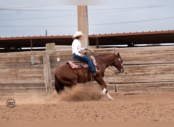 American Quarter Horse, Castrone, 11 Anni, 152 cm, Sauro ciliegia