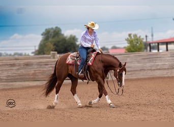 American Quarter Horse, Castrone, 11 Anni, 152 cm, Sauro ciliegia