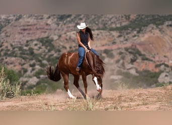 American Quarter Horse, Castrone, 11 Anni, 152 cm, Sauro ciliegia