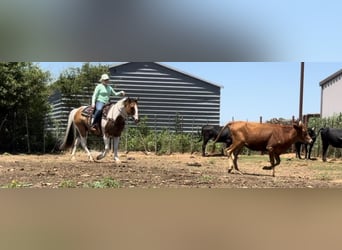 American Quarter Horse, Castrone, 11 Anni, 152 cm, Tobiano-tutti i colori