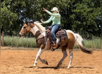 American Quarter Horse, Castrone, 11 Anni, 152 cm, Tobiano-tutti i colori