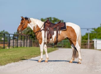 American Quarter Horse, Castrone, 11 Anni, 152 cm, Tobiano-tutti i colori