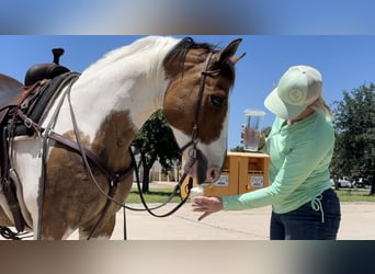 American Quarter Horse, Castrone, 11 Anni, 152 cm, Tobiano-tutti i colori