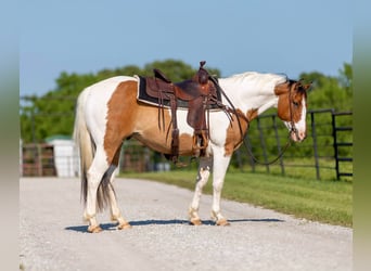 American Quarter Horse, Castrone, 11 Anni, 152 cm, Tobiano-tutti i colori