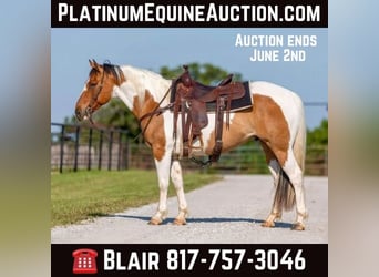 American Quarter Horse, Castrone, 11 Anni, 152 cm, Tobiano-tutti i colori