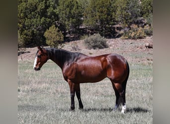American Quarter Horse, Castrone, 11 Anni, 155 cm, Baio ciliegia