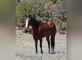 American Quarter Horse, Castrone, 11 Anni, 155 cm, Baio ciliegia