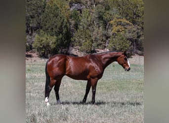 American Quarter Horse, Castrone, 11 Anni, 155 cm, Baio ciliegia