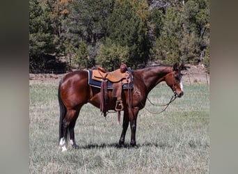 American Quarter Horse, Castrone, 11 Anni, 155 cm, Baio ciliegia